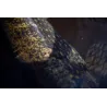 Canne à mouche REDINGTON Big Game 8'3 soie 7