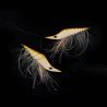 Franck Ripault Shrimp Fly Technique