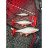 Soft lure FOX RAGE Replicant roach