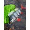 Esca morbida FOX RAGE Replicant perch