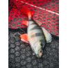 Soft lure FOX RAGE Replicant perch