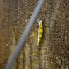Poisson nageur SMITH D Contact 50 SP