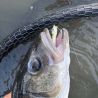 Pesce nuotatore XORUS Patchinko 85
