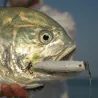 Poisson nageur TACKLE HOUSE Feed popper 100