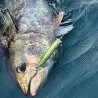 Poisson nageur TACKLE HOUSE Feed popper 150