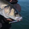 Surface lure XORUS Frosty