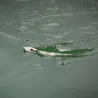 Pesce nuotatore XORUS Patchinko2