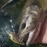 Crankbait ZIP BAITS B Switcher 2.0 no rattle