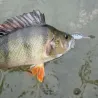 Poisson nageur ZIP BAITS B Switcher 3.0 no rattle