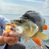 Poisson nageur ZIP BAITS B Switcher 4.0 no rattle