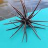DECOY Worm 35 Medio Texas rig hook