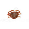 Soft bait BERKLEY Gulp! saltwater peeler crab 2