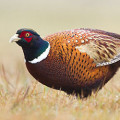 Common pheasant
