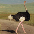 Ostrich