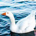 Goose