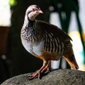 Partridge
