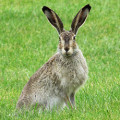Hare