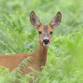 Roe Deer and Fallow Deer