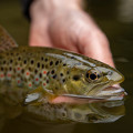 Pesca a ninfa