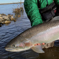 Salmone