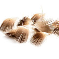 DEVAUX Feathers